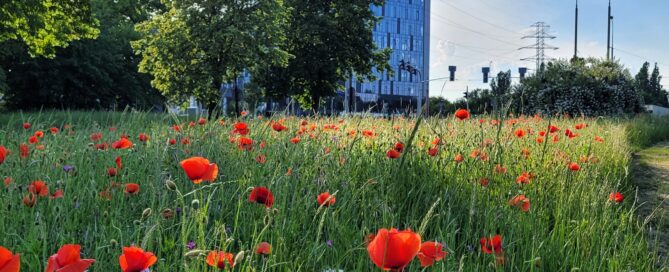 Lublin nad łąką przysiadł