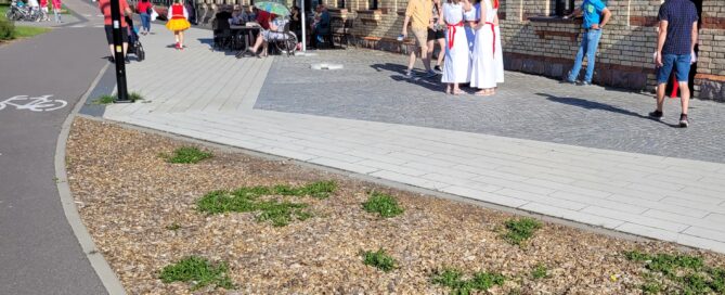 Rabatki bez agrowłókniny w Suwałkach