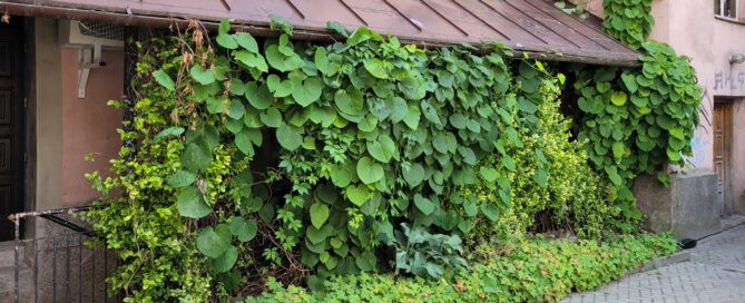 Pnącza przy dawnej kwiaciarni Ars Decoris na Peowiaków