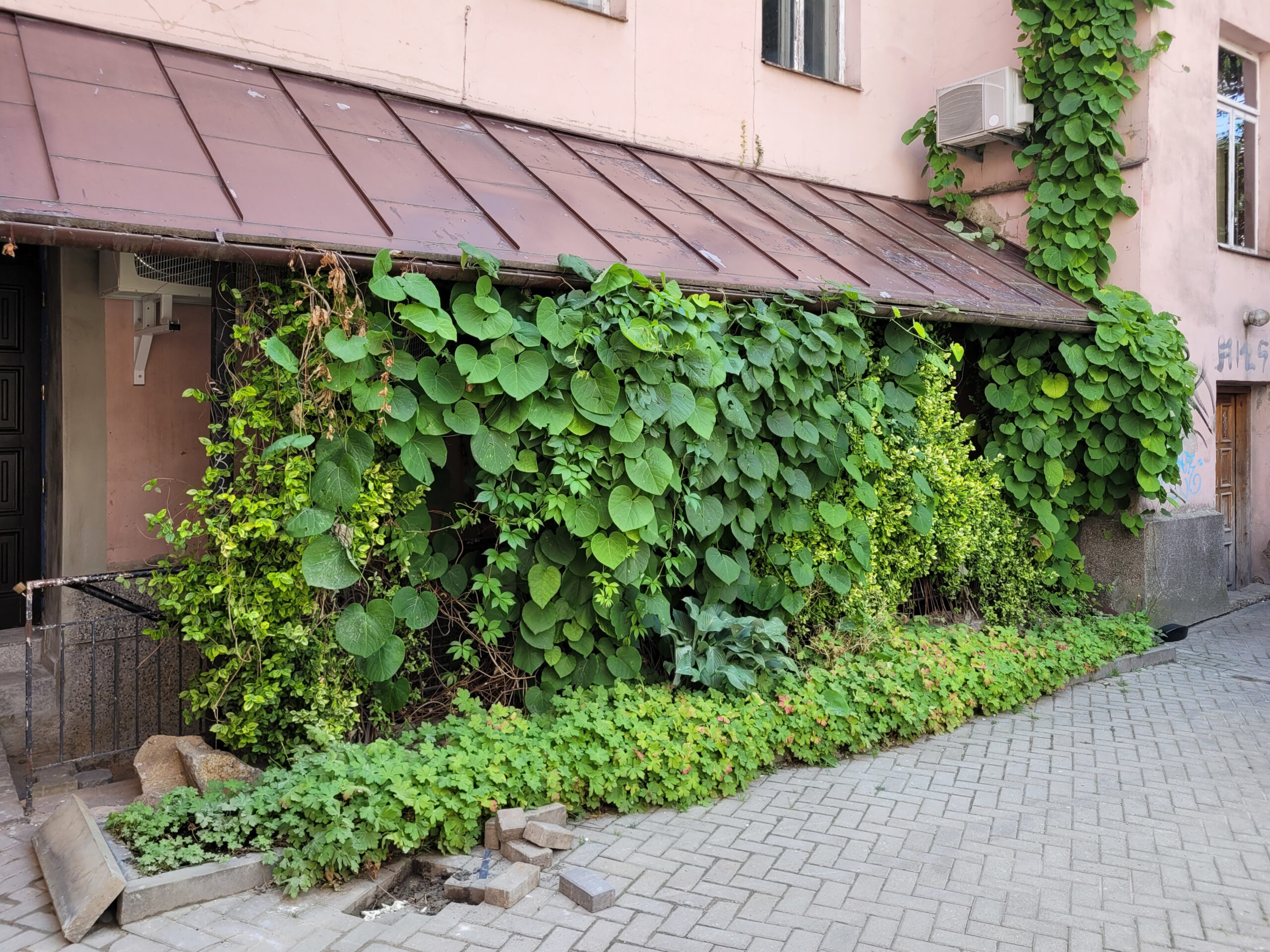 Pnącza przy dawnej kwiaciarni Ars Decoris na Peowiaków