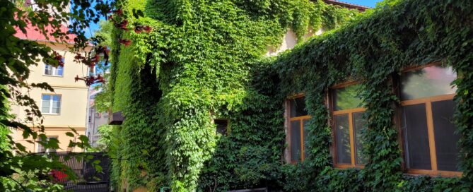 Pnącza na Piekarni Kuźmiuk na Furmańskiej