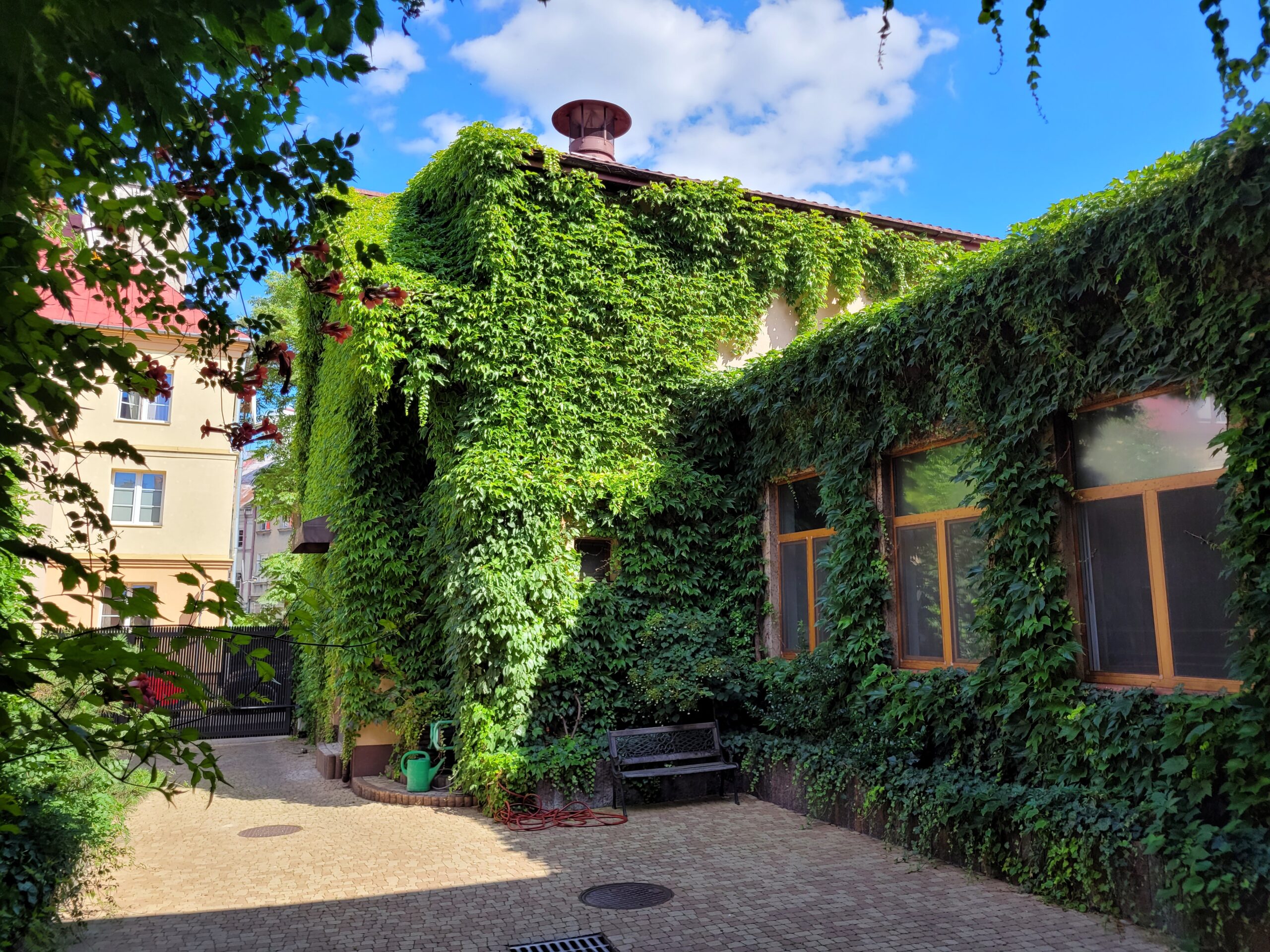 Pnącza na Piekarni Kuźmiuk na Furmańskiej