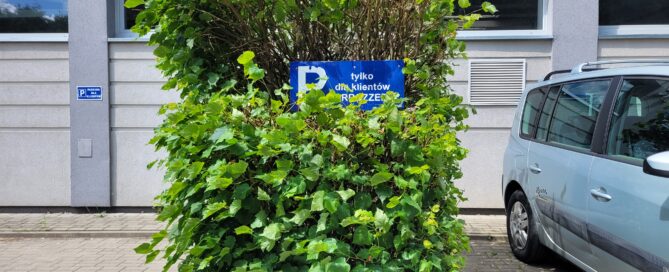 Lipka przy warsztacie Carrozzeria na Skromnej