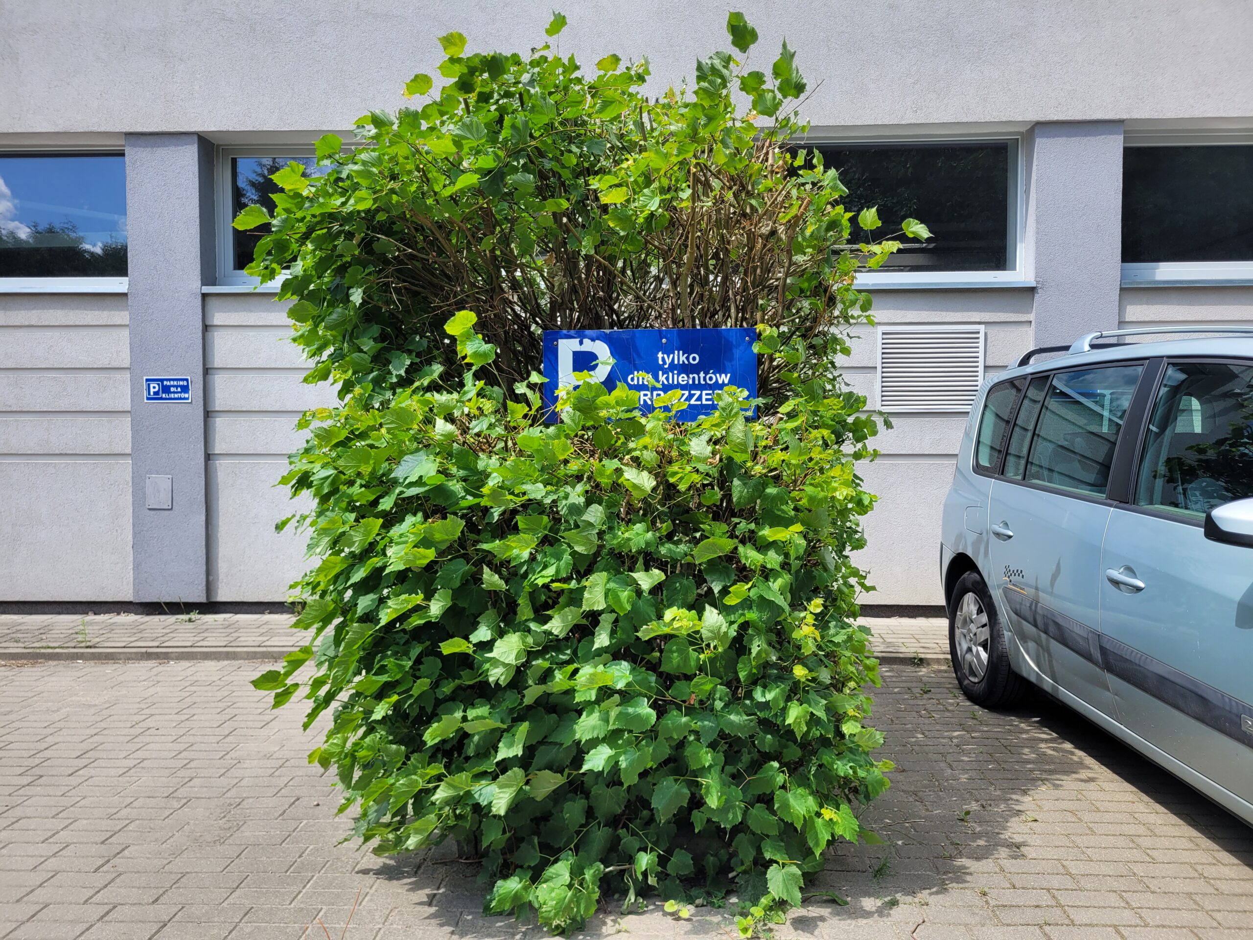 Lipka przy warsztacie Carrozzeria na Skromnej