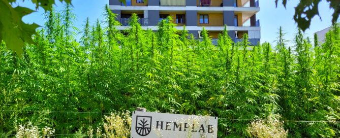 Pole konopi firmy Hemplab między Berylową i Jantarową