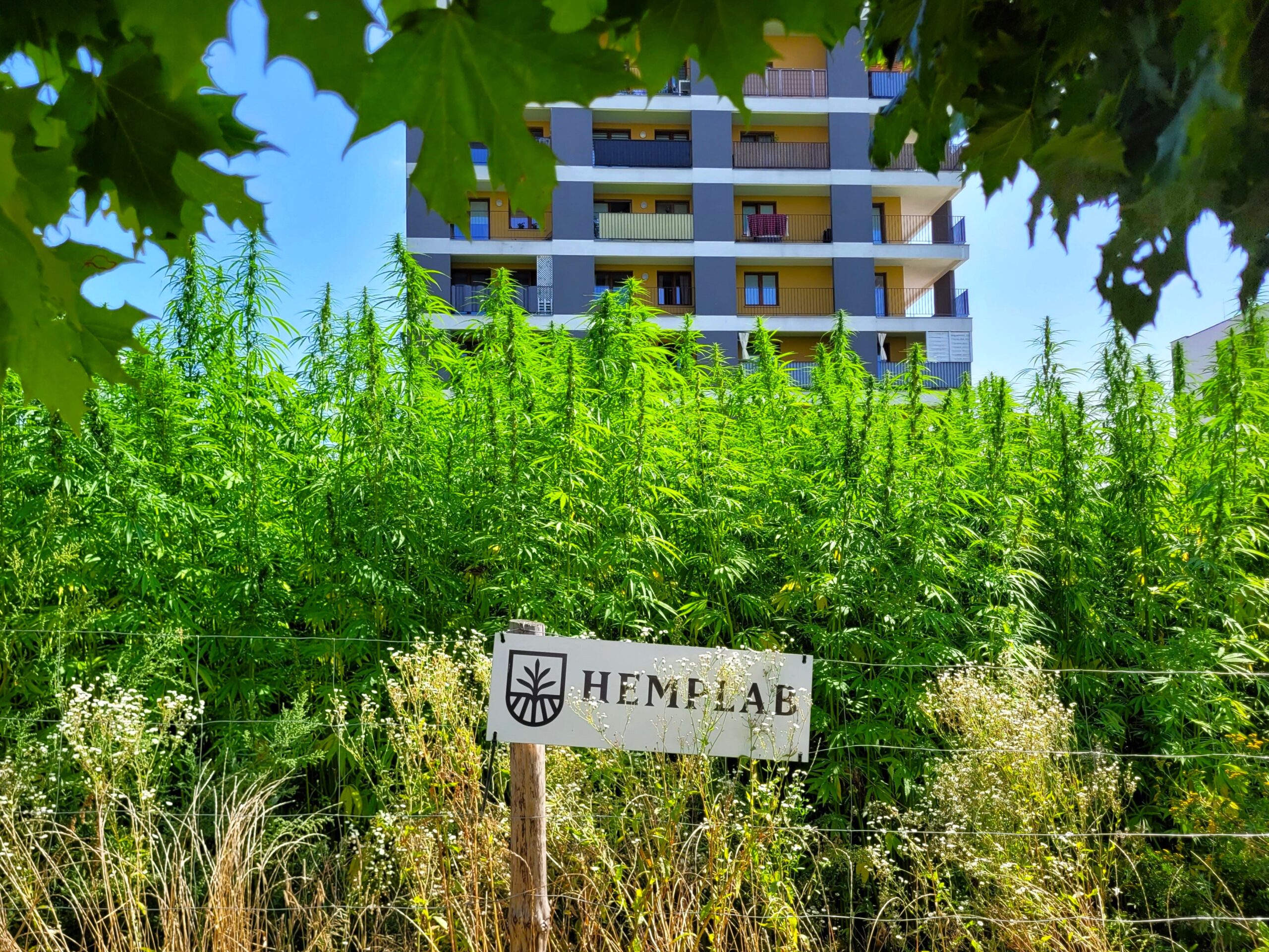 Pole konopi firmy Hemplab między Berylową i Jantarową