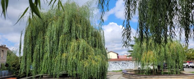 Wierzby na Placu Rybnym