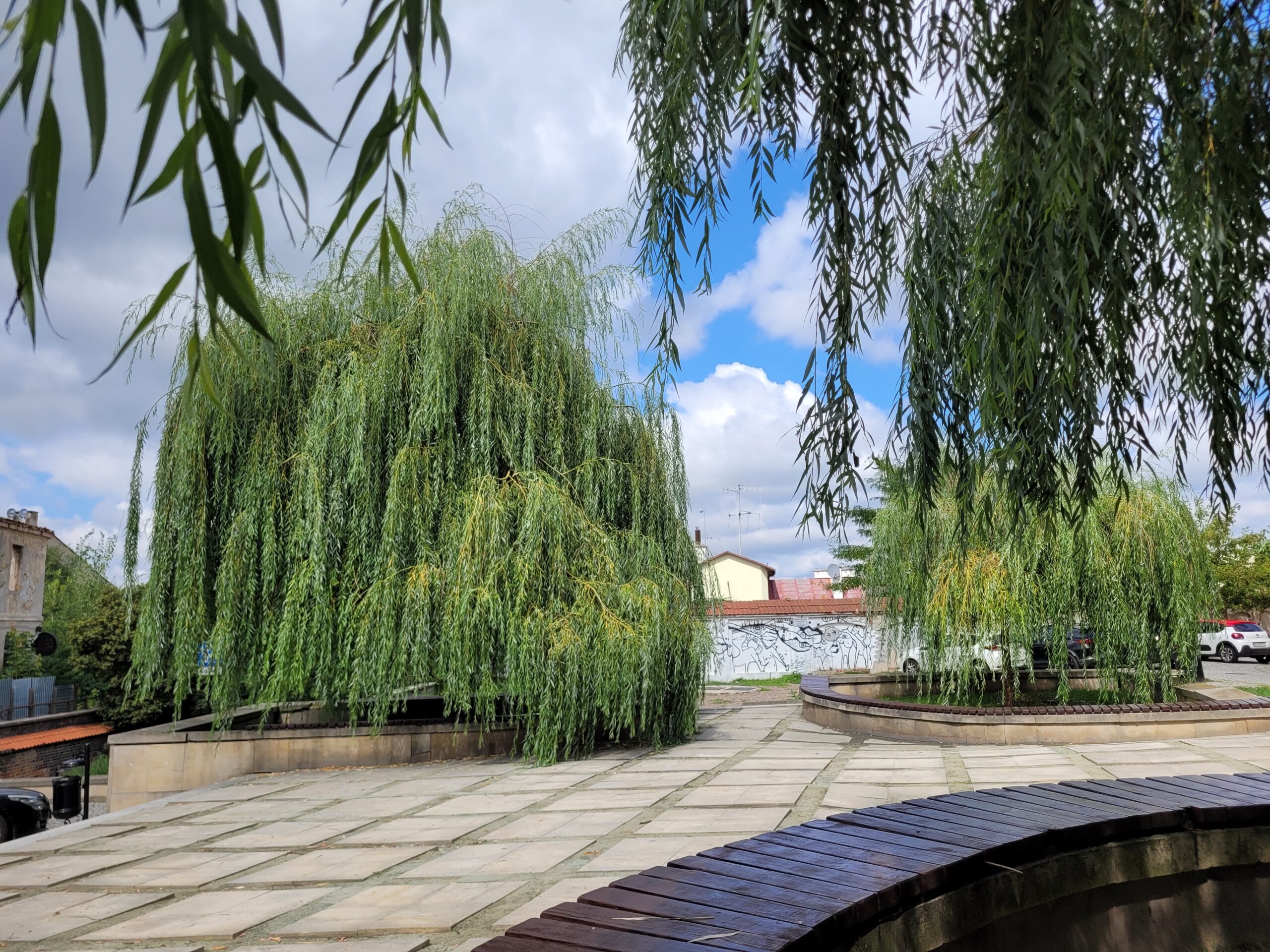 Wierzby na Placu Rybnym