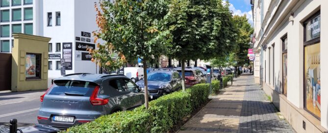 Drzewa na Kapucyńskiej