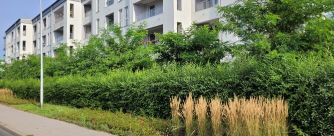 Zazielenienie Gęsiej