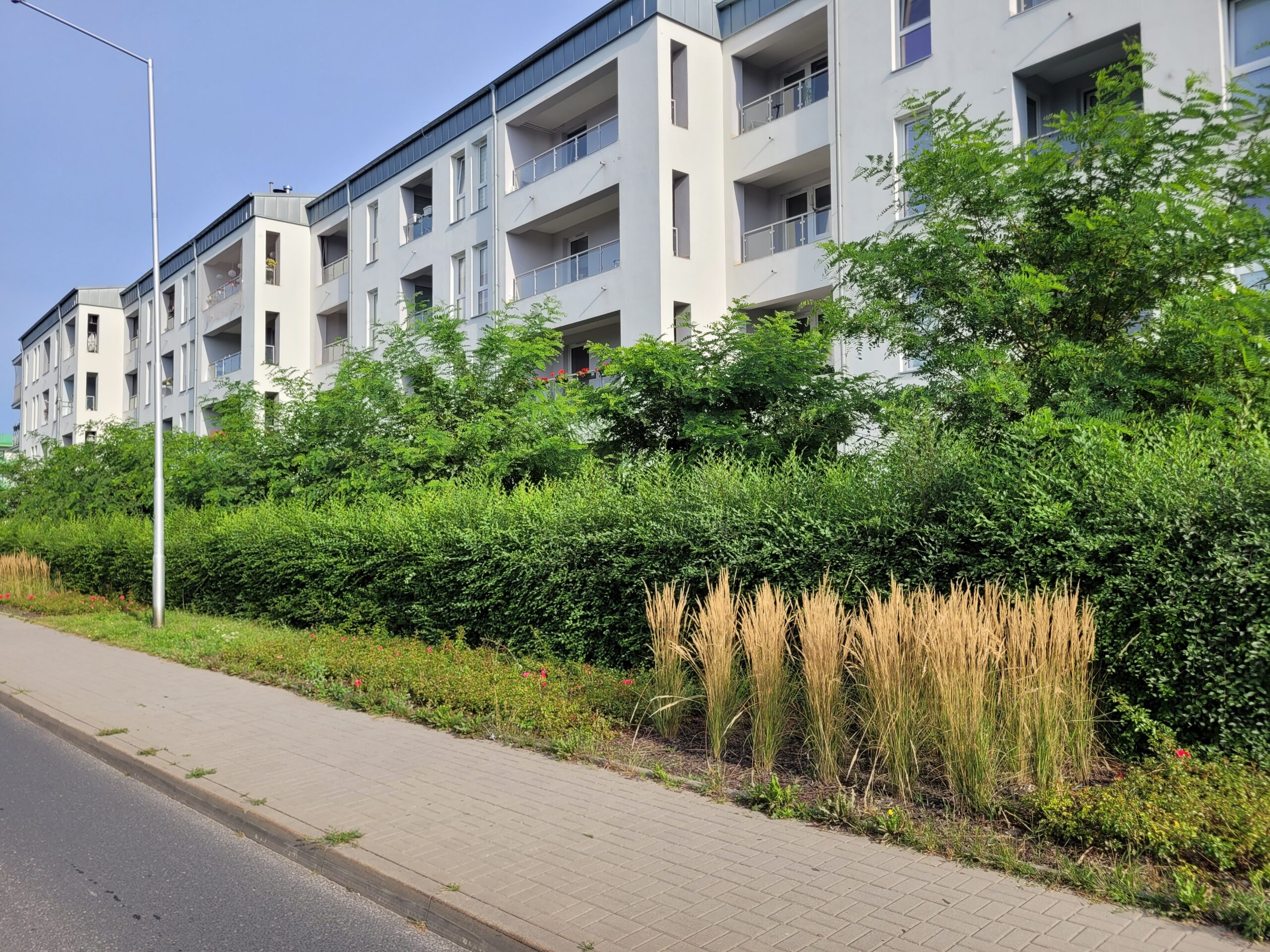 Zazielenienie Gęsiej