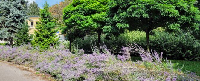 Odnowa skweru przy Łabędziej