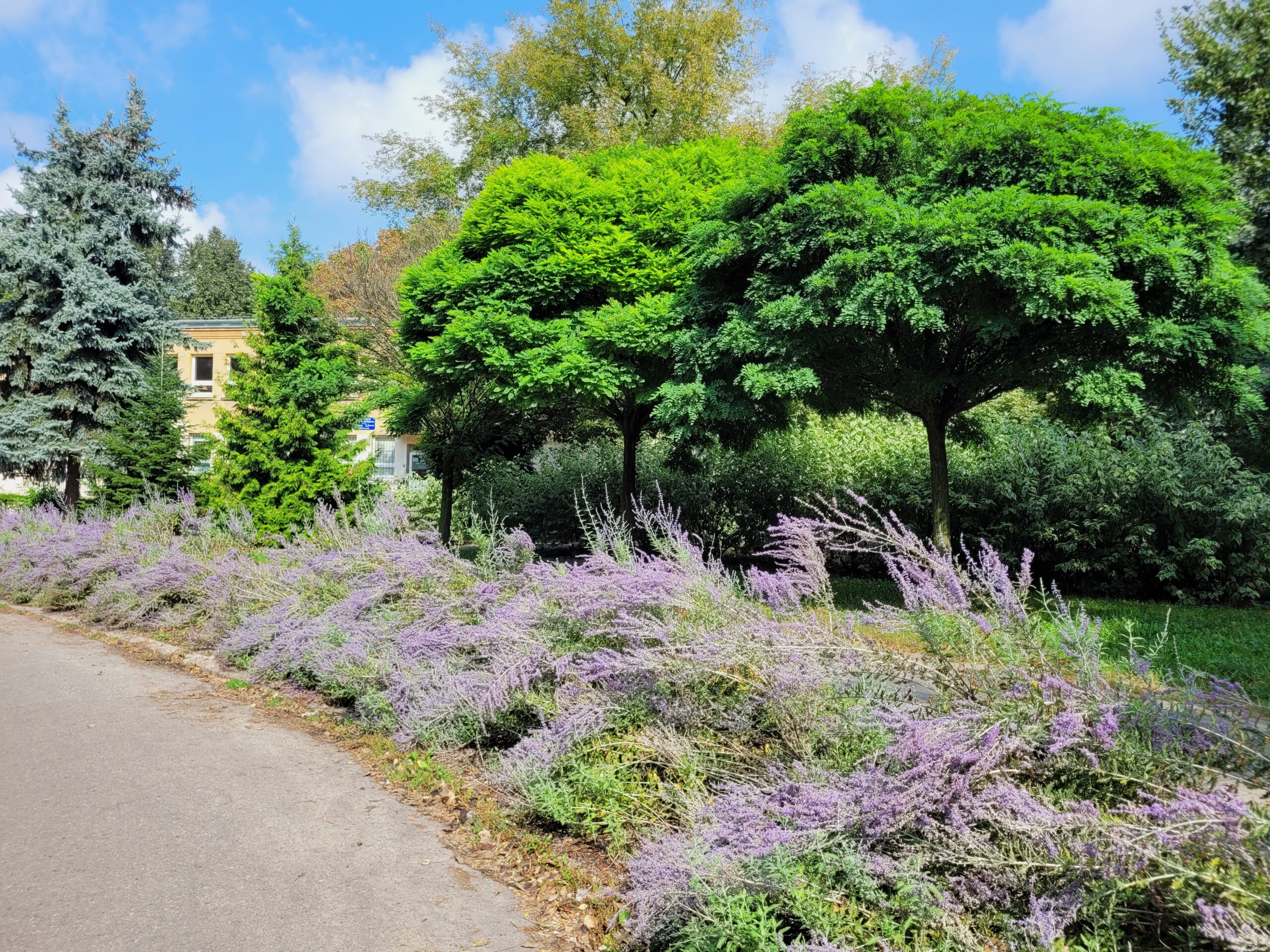 Odnowa skweru przy Łabędziej