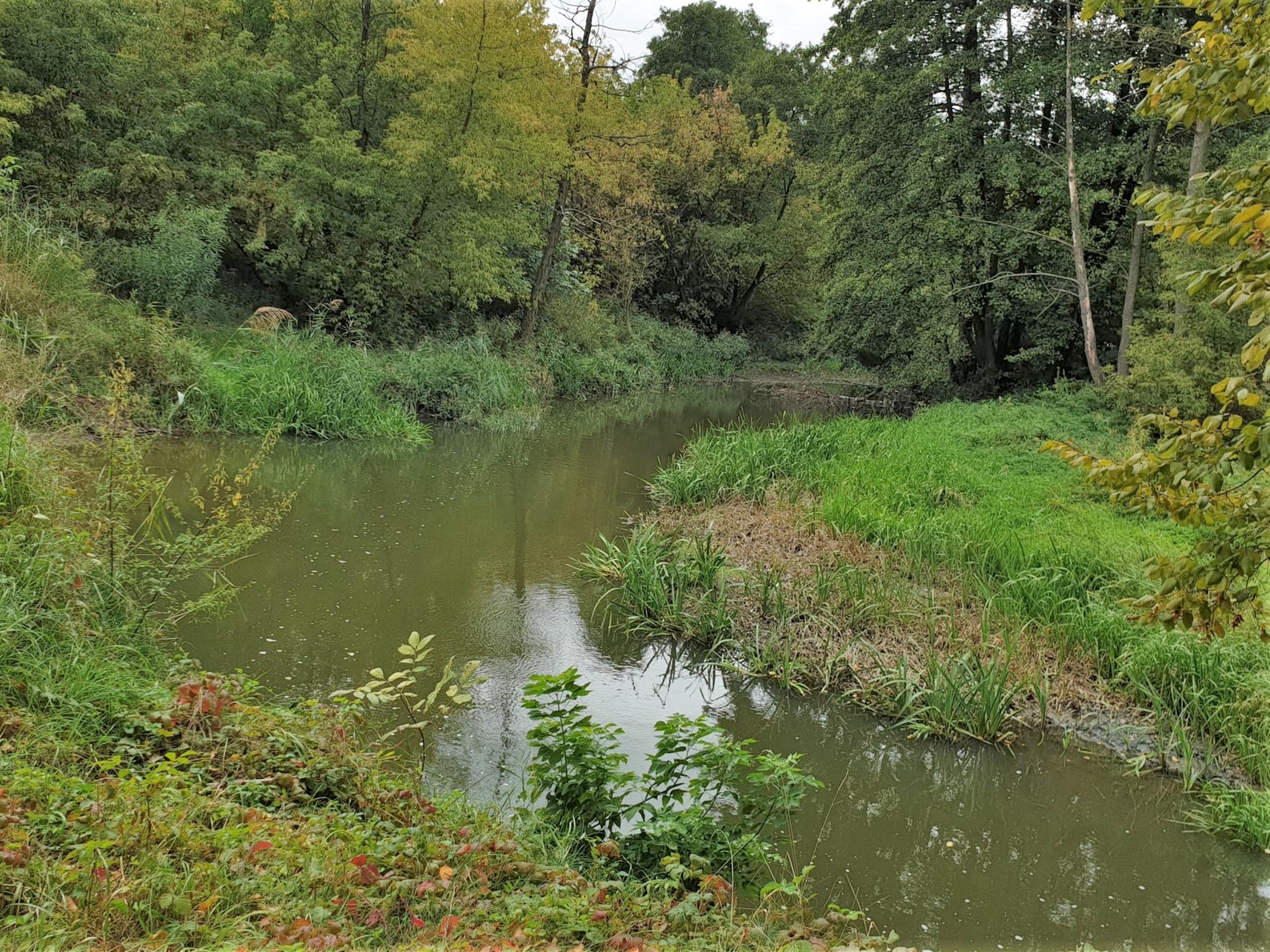 Meandry Bystrzycy przy Nadbystrzyckiej