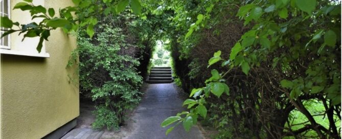 Akacjowy tunel na podwórku przy Racławickich