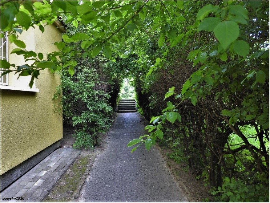 Akacjowy tunel na podwórku przy Racławickich