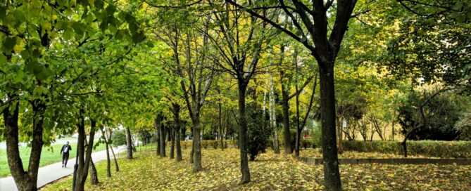 Arboretum na Watykańskiej