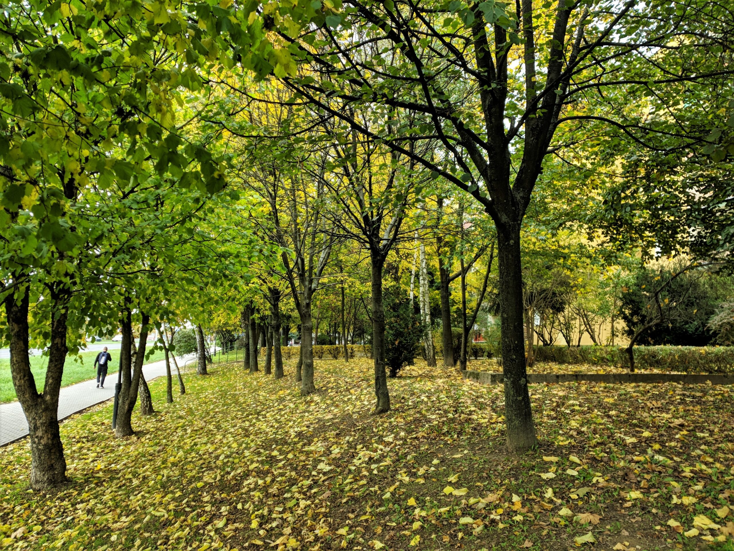 Arboretum na Watykańskiej