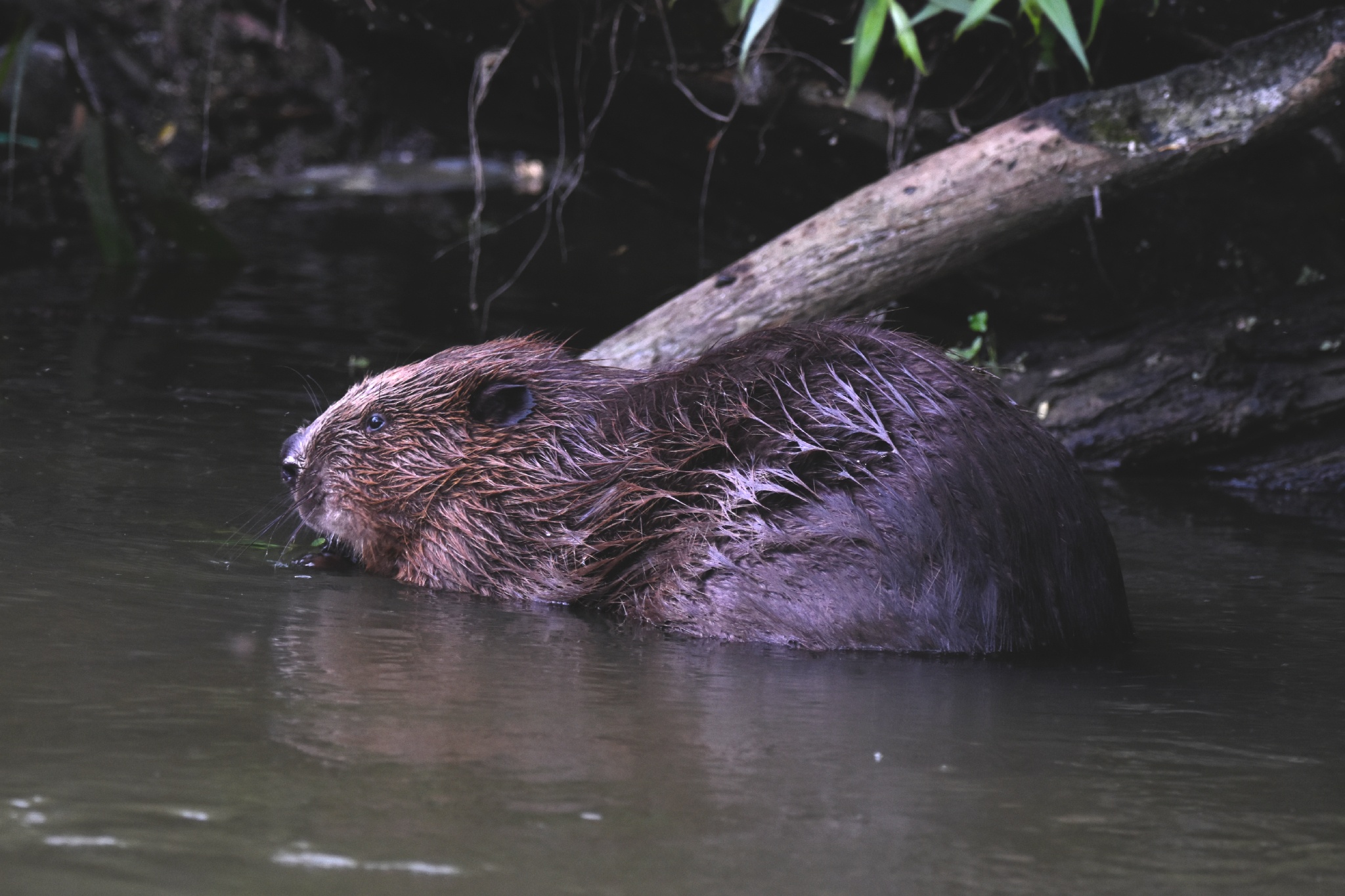 Zakole Bystrzycy przy młynie