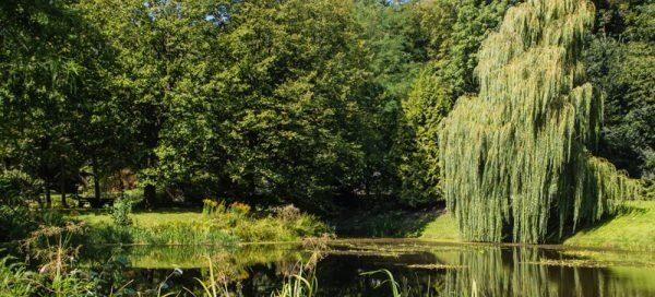 Stawy w Ogrodzie Botanicznym