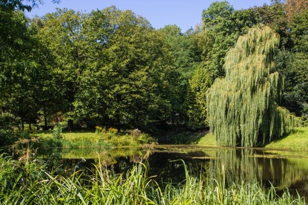 Stawy w Ogrodzie Botanicznym