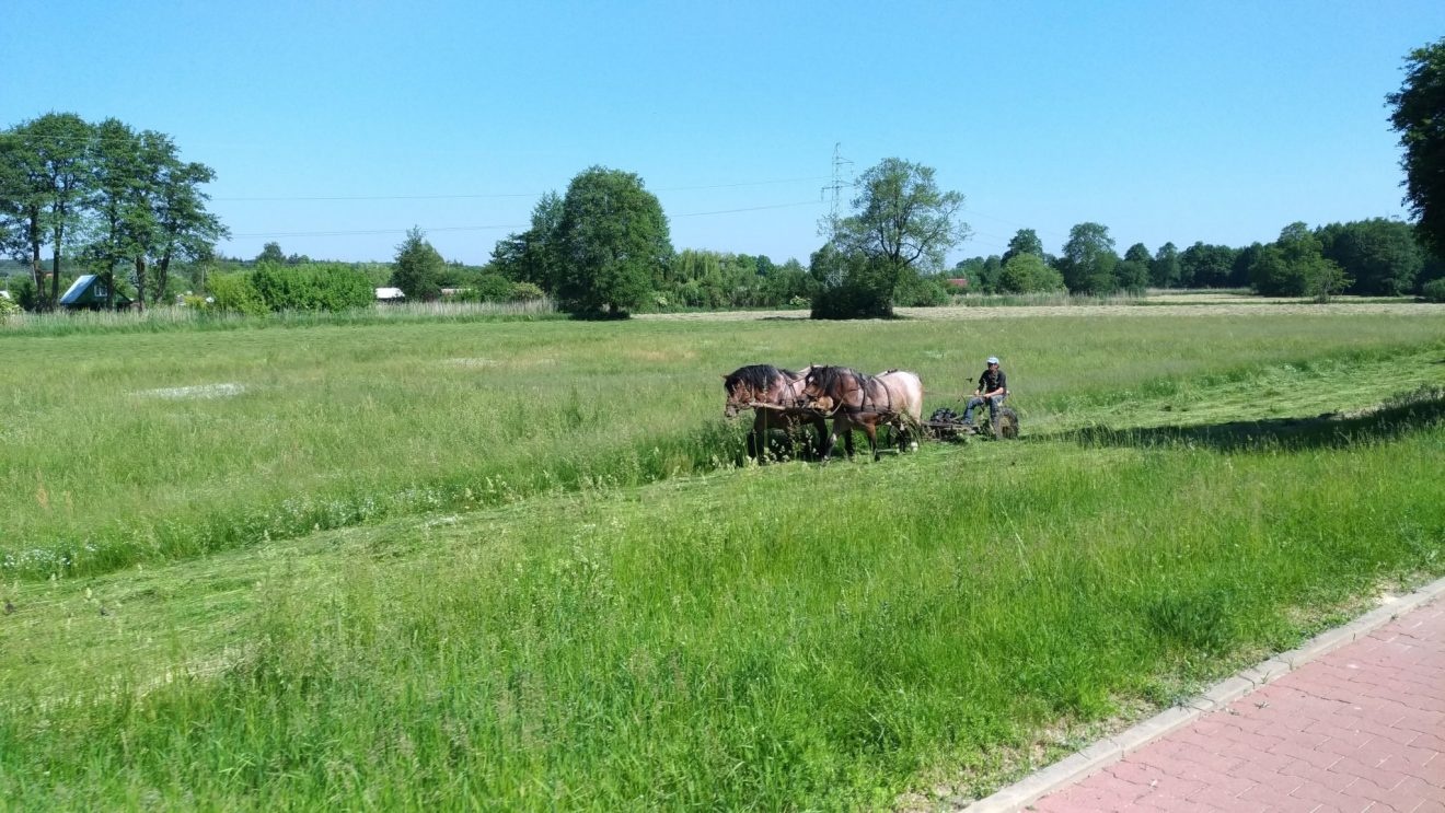Tradycyjna uprawa łąk nad Bystrzycą