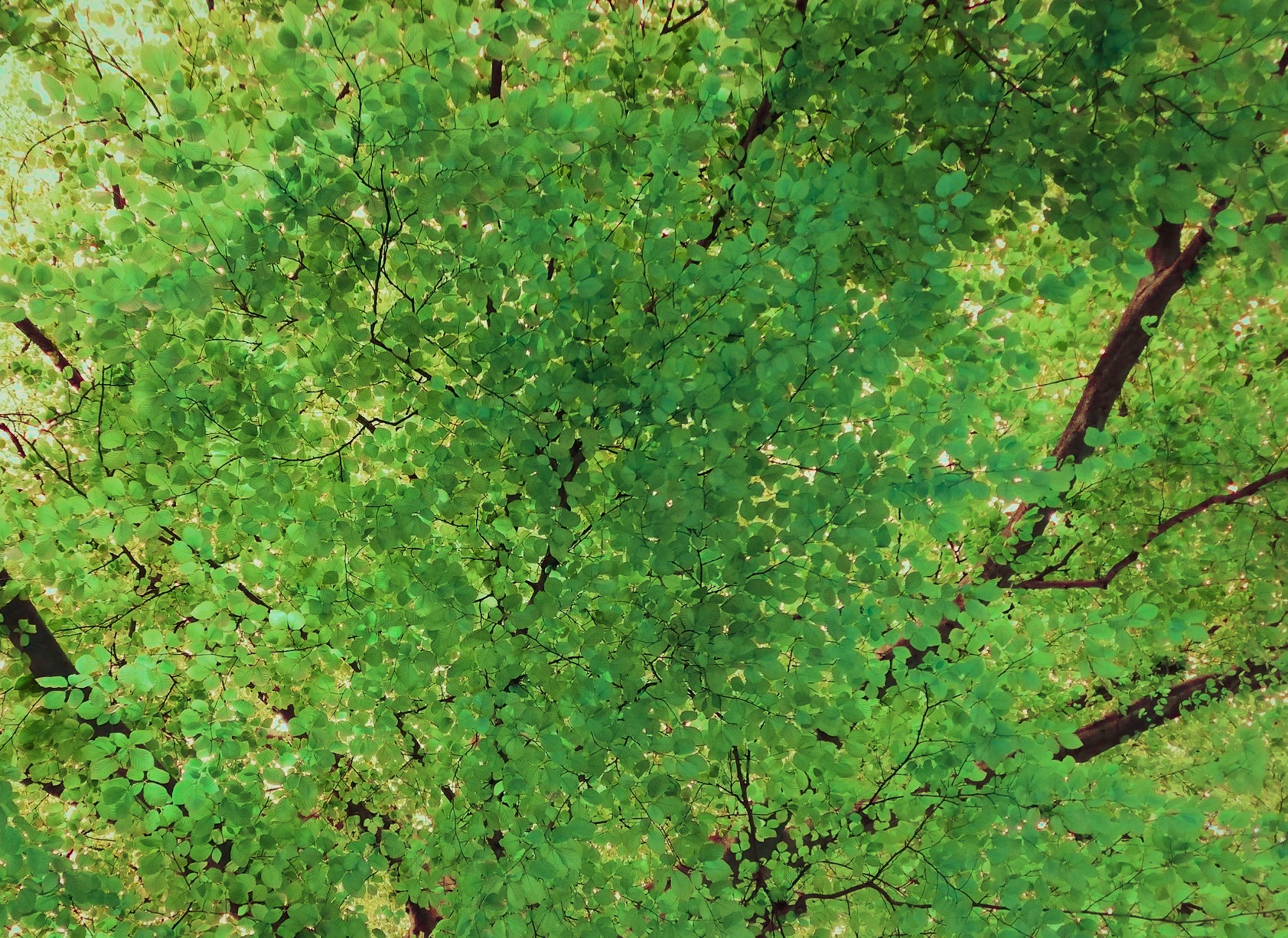 Buk na cmentarzu przy Lipowej