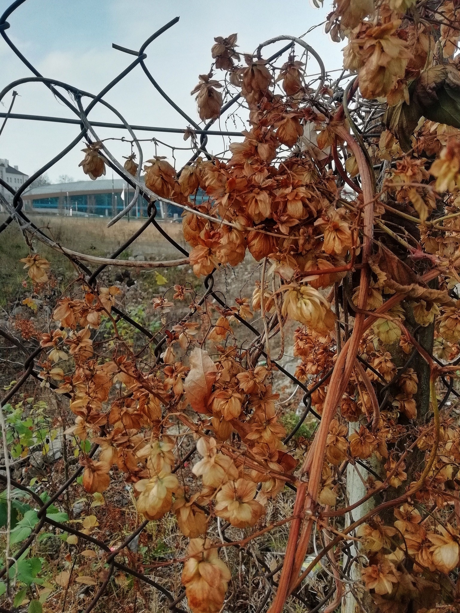 Chmiel na 1 Maja i Nowym Świecie