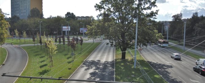 Dąb na Bohaterów Monte Cassino