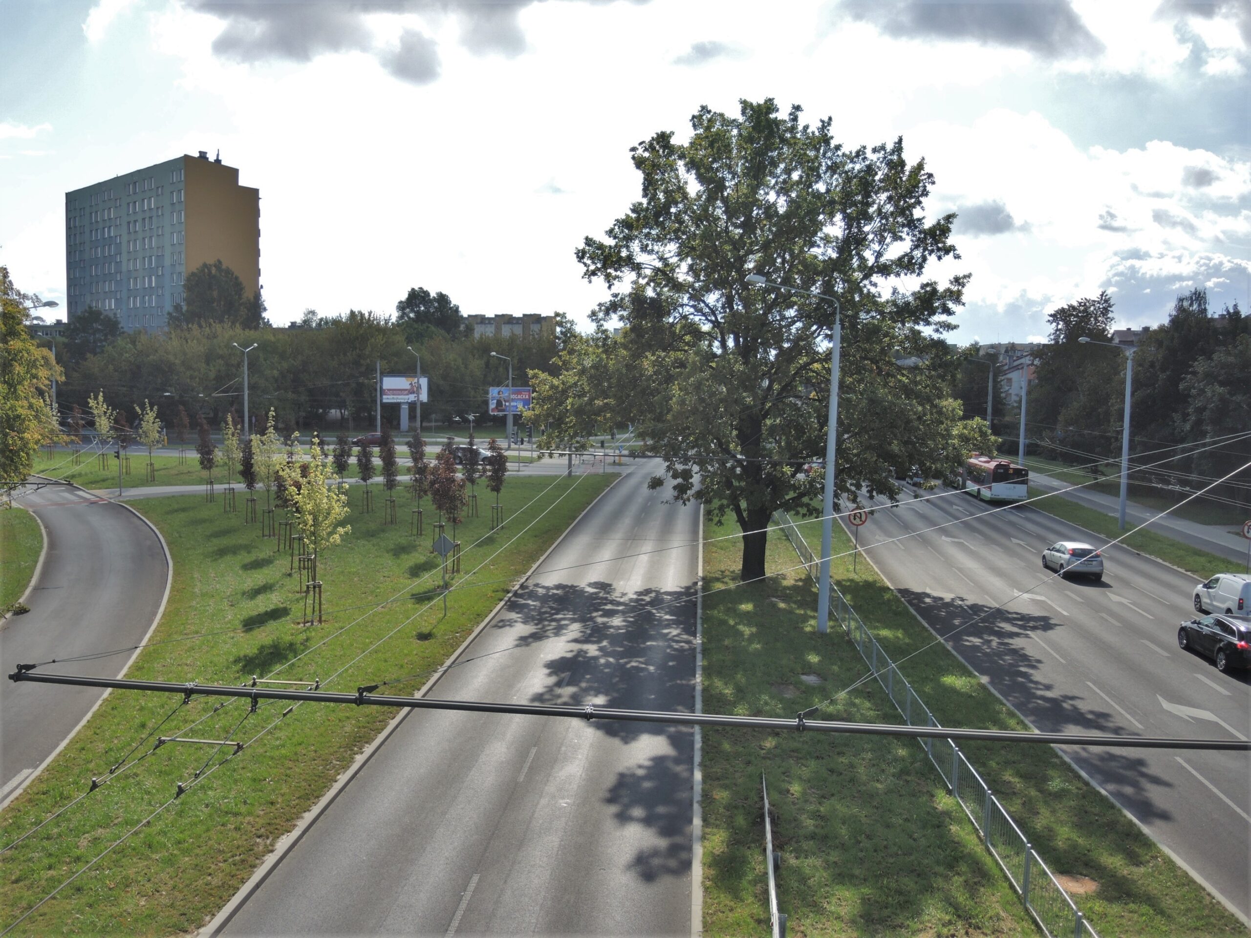 Dąb na Bohaterów Monte Cassino