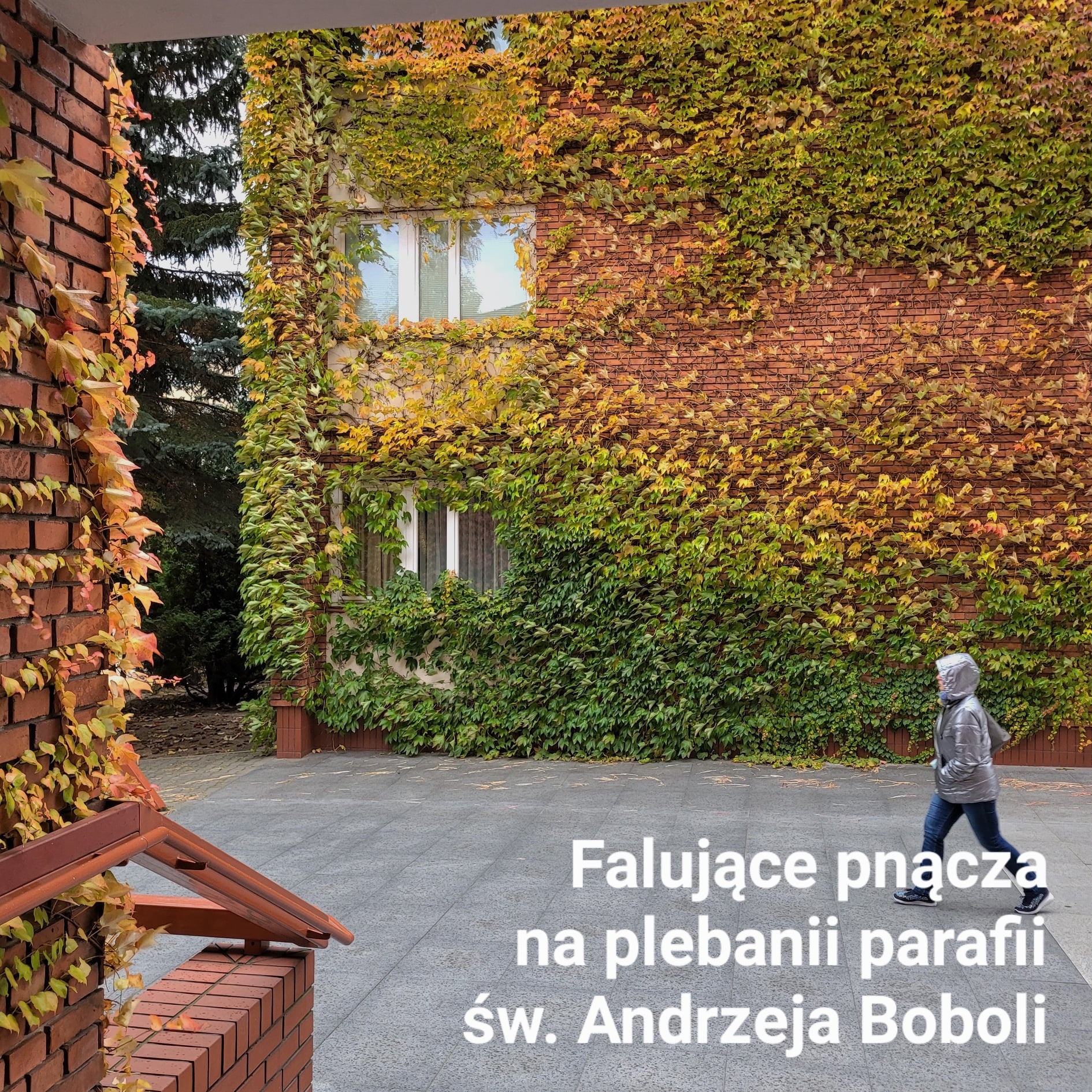 Falujące pnącza na plebanii parafii św. Andrzeja Boboli