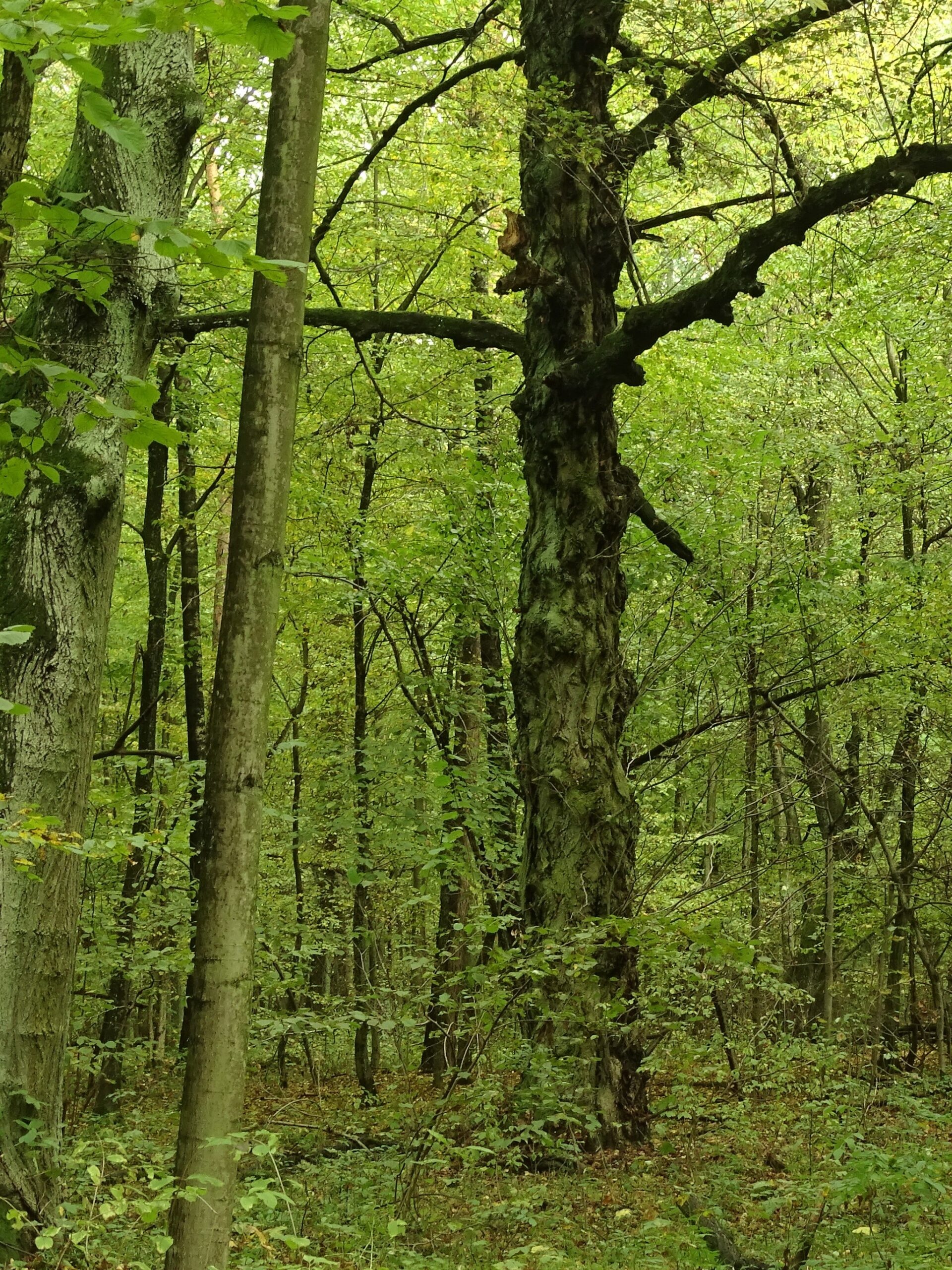 Lipowa Dolina w Starym Gaju