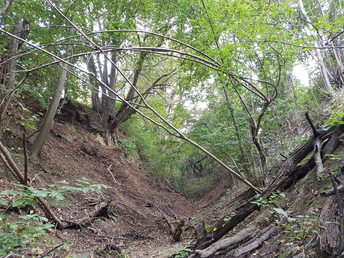 Wąwóz lessowy na osiedlu Górki