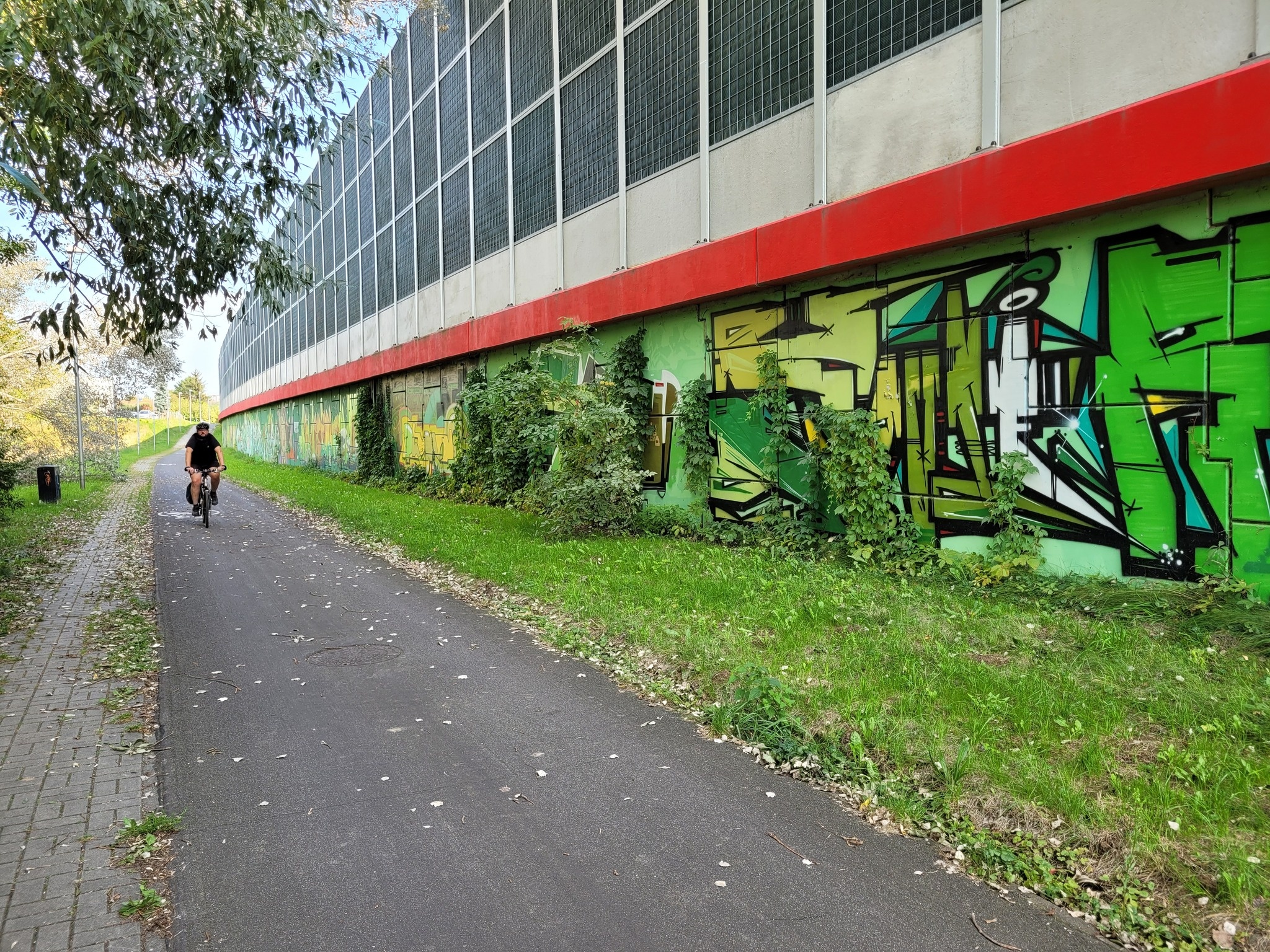 Odradzanie się pnączy na graffiti przy Solidarności
