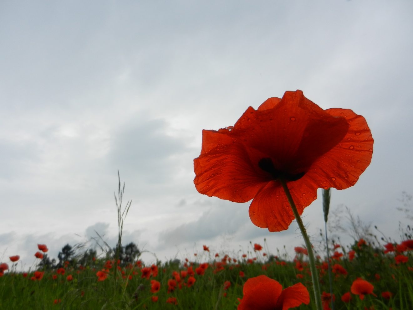 Tereny zielone przy Bohaterów Września