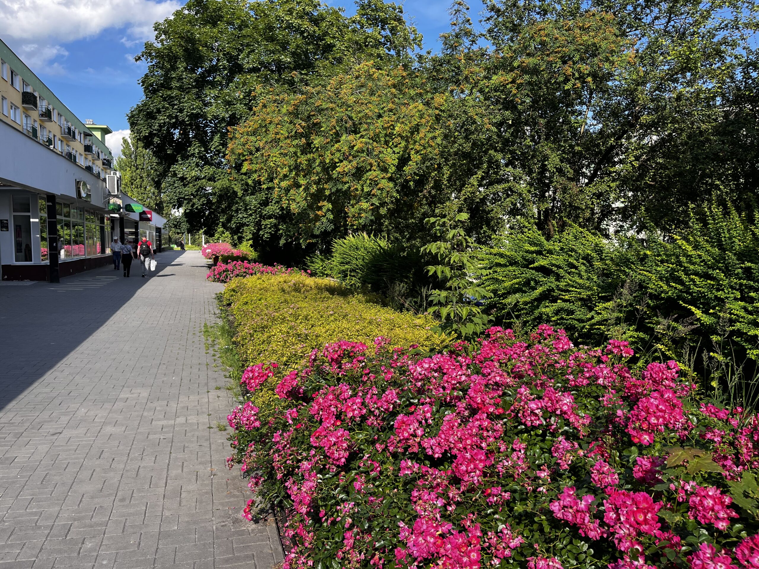 Pas zieleni przy pasażu na Lwowskiej