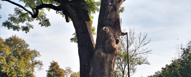 Jesion na Misjonarskiej