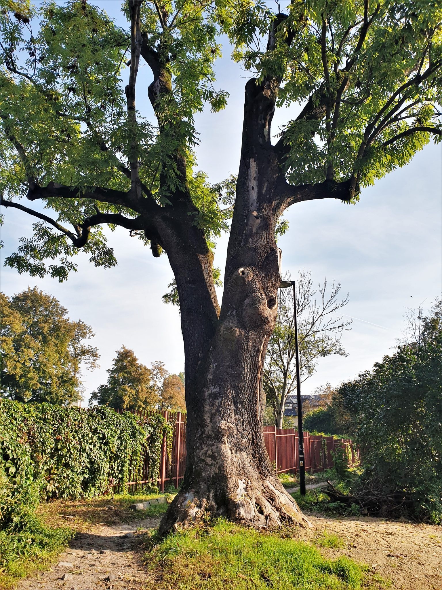 Jesion na Misjonarskiej