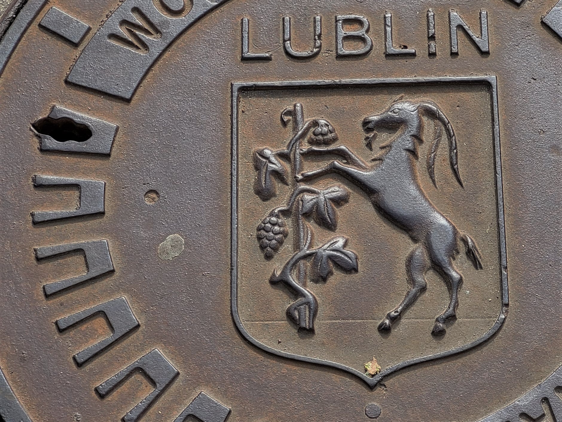 Roślinne inspiracje w herbie Lublina