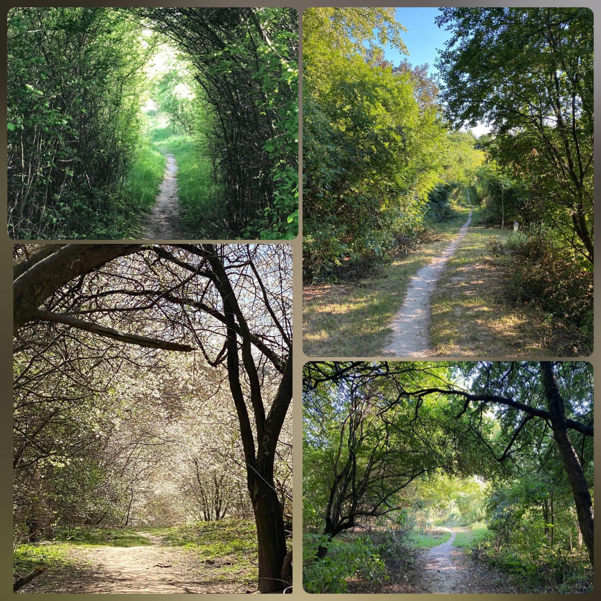 Ścieżki na Górkach Czechowskich