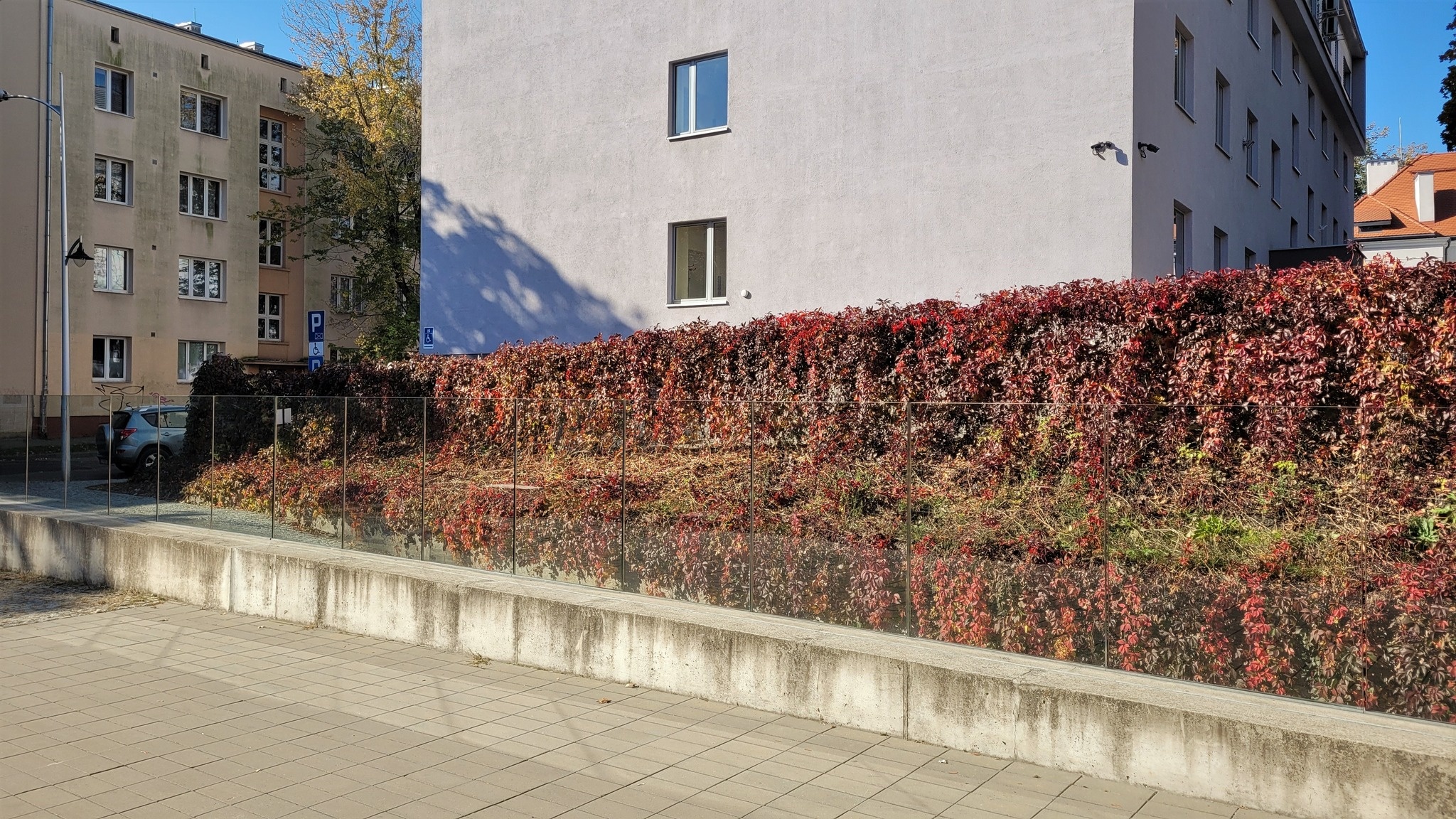 Bluszczowa kaskada na Skłodowskiej