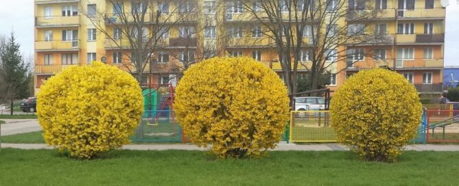 Kule forsycji na Zimowej