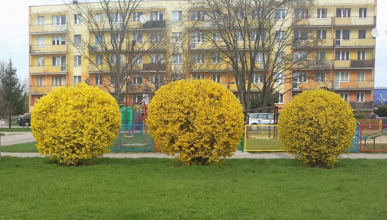 Kule forsycji na Zimowej