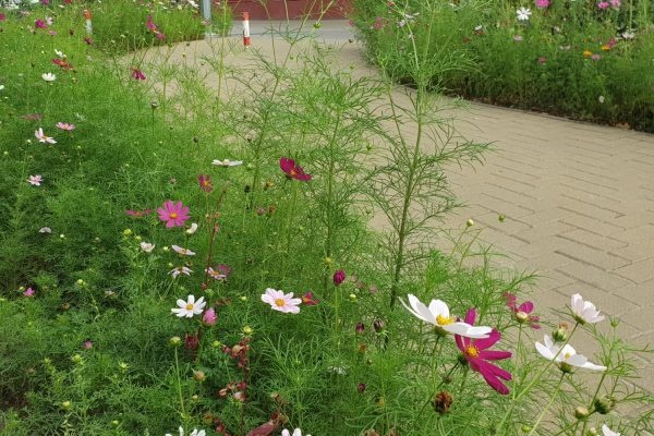 Kosmosowa łączka na Kaliskiej