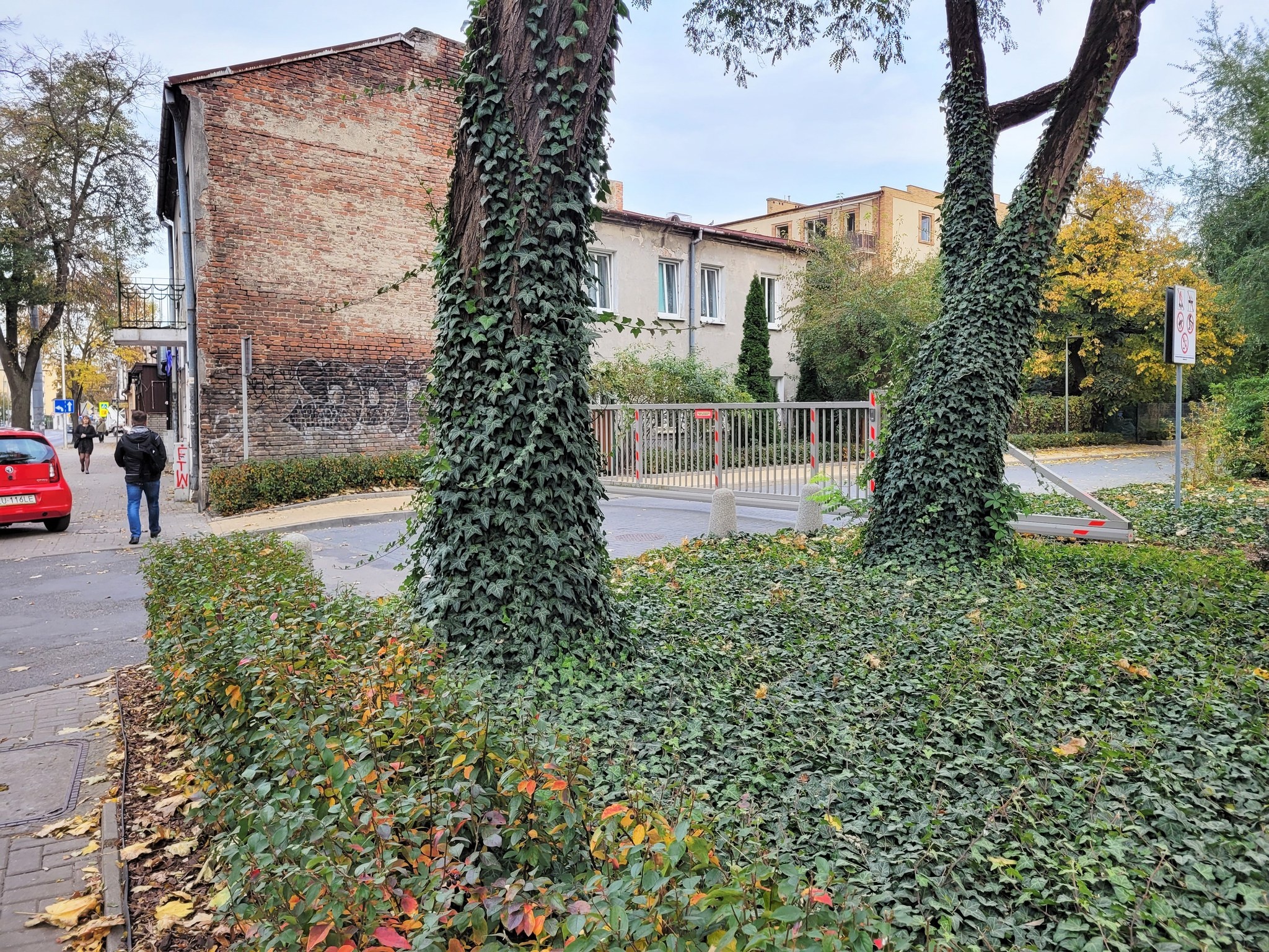 Bluszcz przy Politechnice