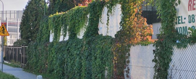 Zarośnięte reklamy na Północnej