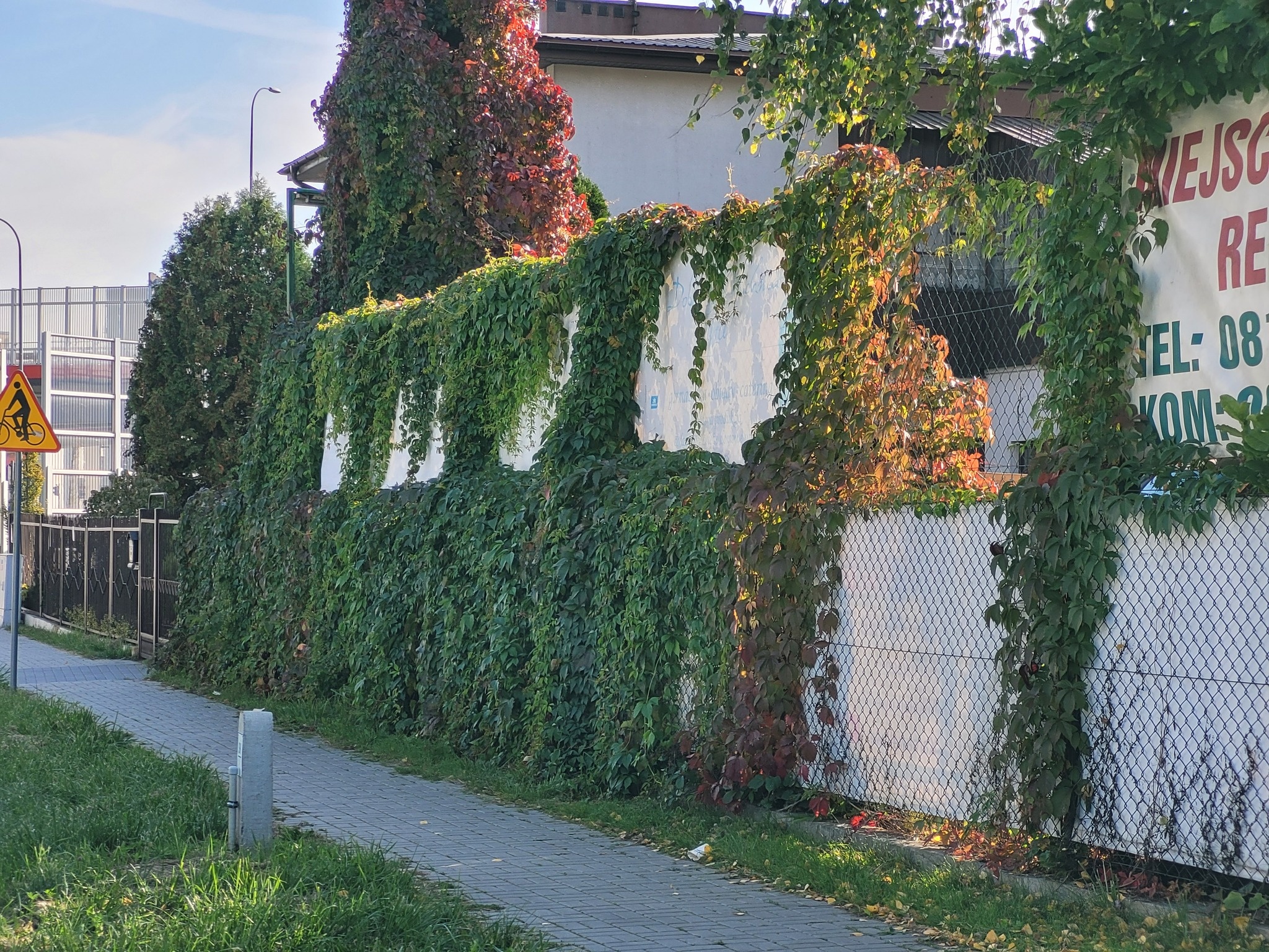 Zarośnięte reklamy na Północnej