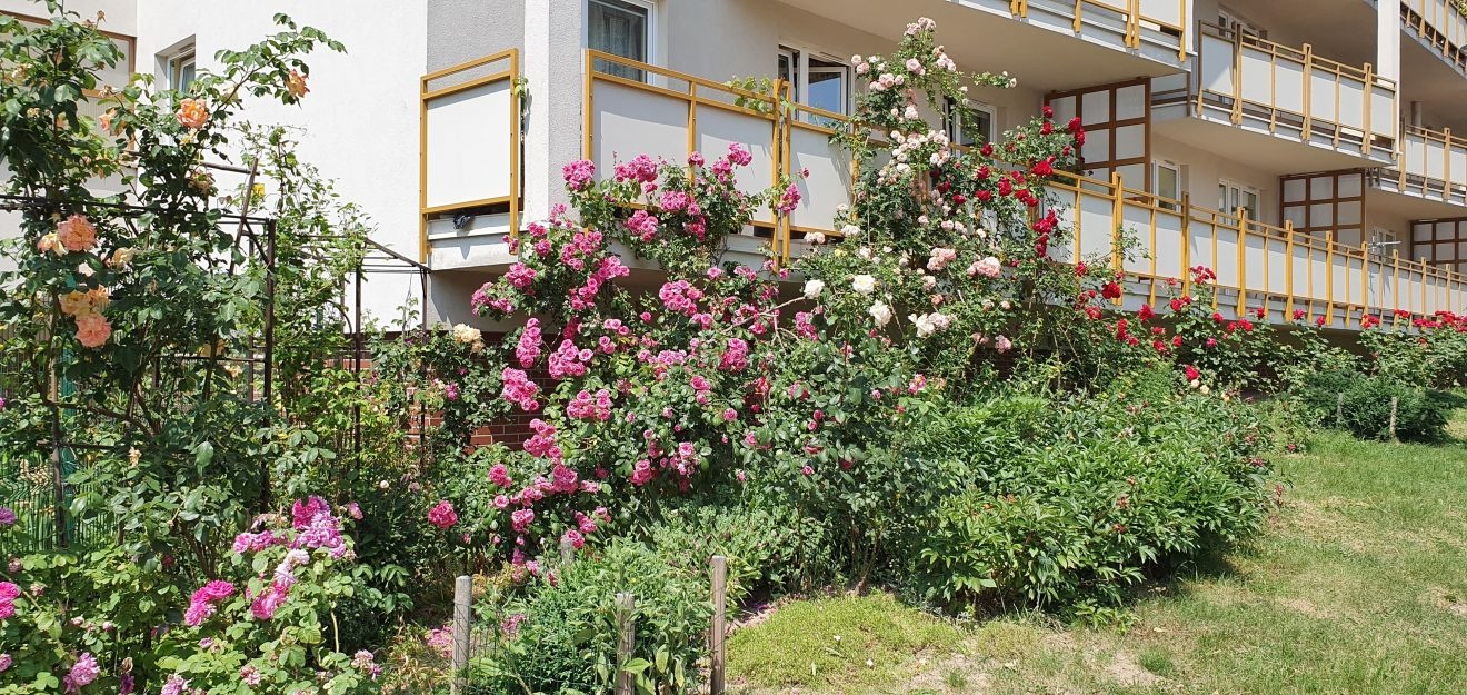 Zakątek róż przy Organowej