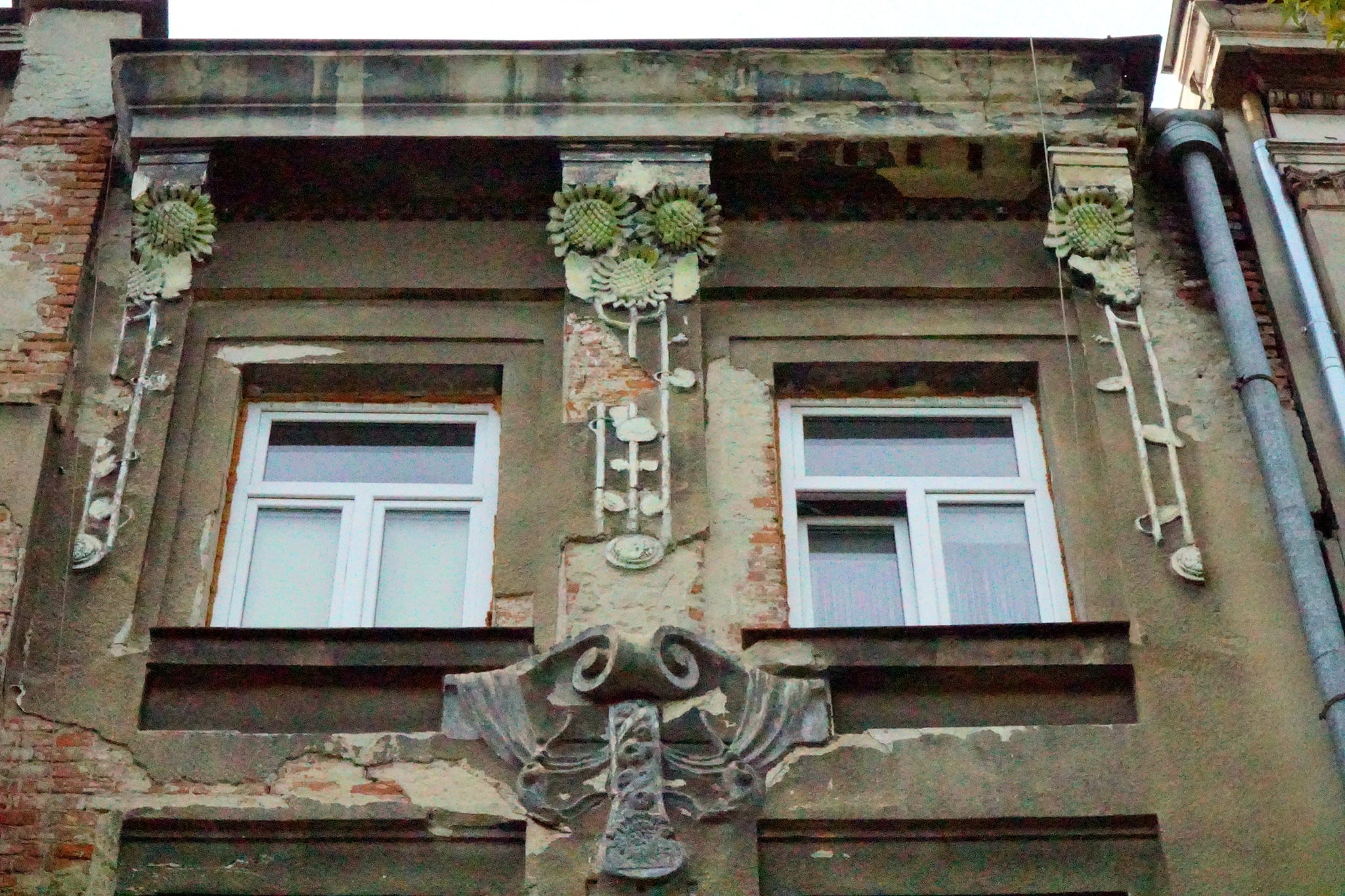 Słoneczniki na gzymsie kamienicy