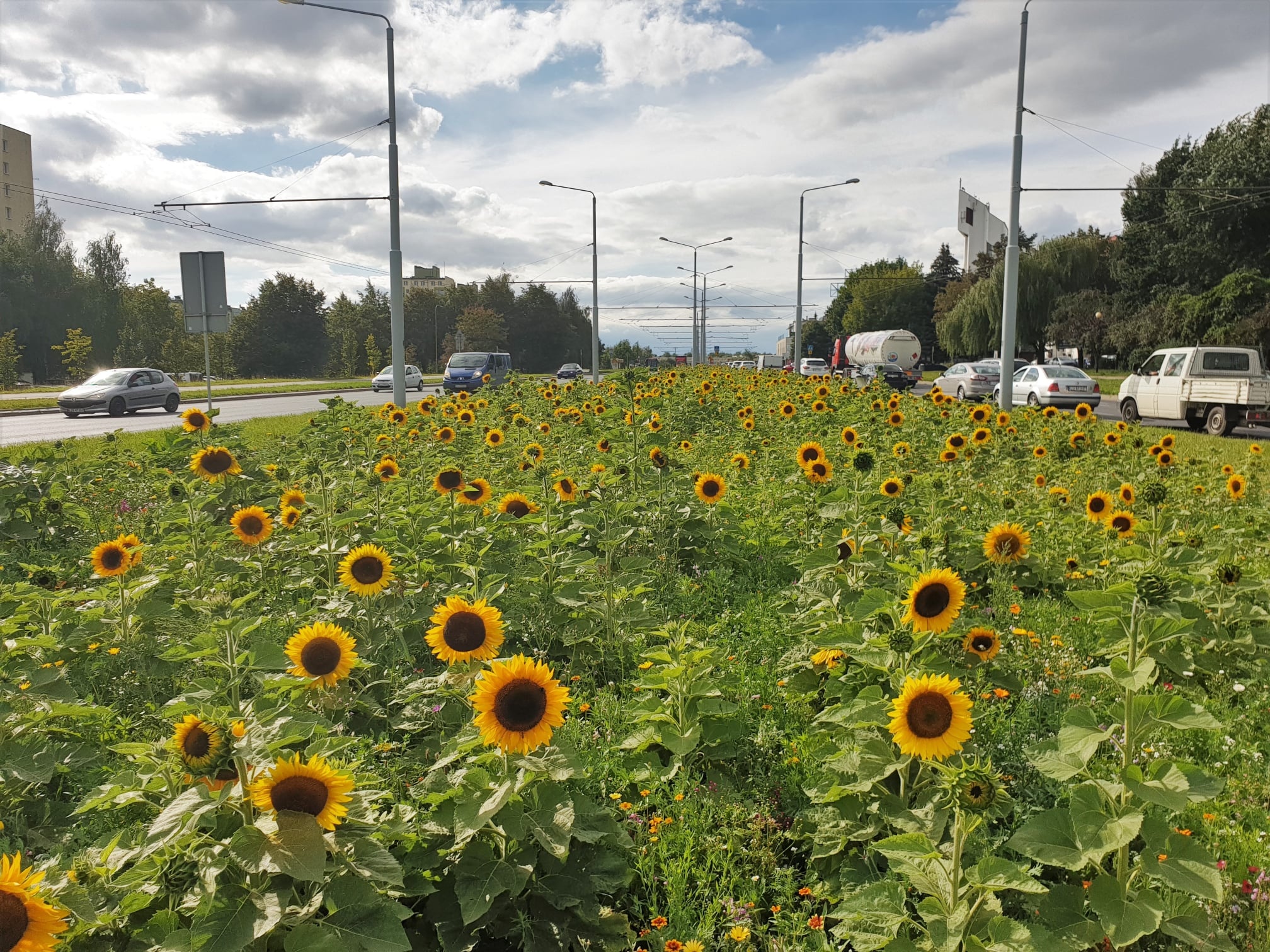 Słoneczniki na al. Jana Pawła II